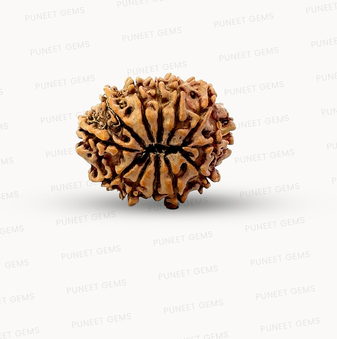 🌿 12 Mukhi Nepali Rudraksha (Natural & Certified) Small