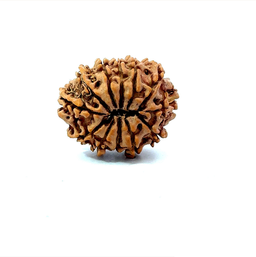 🌿 12 Mukhi Nepali Rudraksha (Natural & Certified) Small