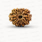 🌿 12 Mukhi Nepali Rudraksha (Natural & Certified) Big