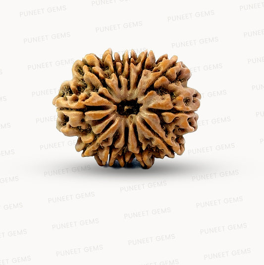 🌿 12 Mukhi Nepali Rudraksha (Natural & Certified) Big