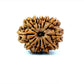 🌿 12 Mukhi Nepali Rudraksha (Natural & Certified) Big