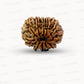 🌿 12 Mukhi Nepali Rudraksha (Natural & Certified) Big