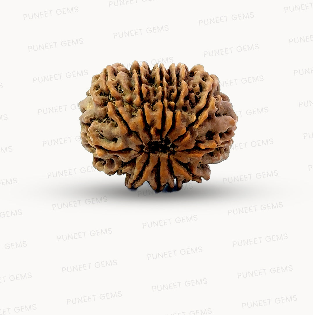 🌿 12 Mukhi Nepali Rudraksha (Natural & Certified) Big