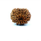 🌿 12 Mukhi Nepali Rudraksha (Natural & Certified) Big