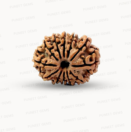 🌿 12 Mukhi Nepali Rudraksha (Natural & Certified) Small