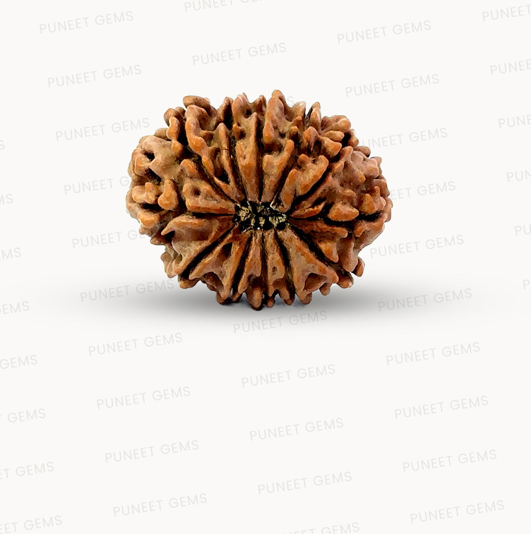 🌿 12 Mukhi Nepali Rudraksha (Natural & Certified) Small