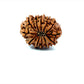 🌿 12 Mukhi Nepali Rudraksha (Natural & Certified) Small