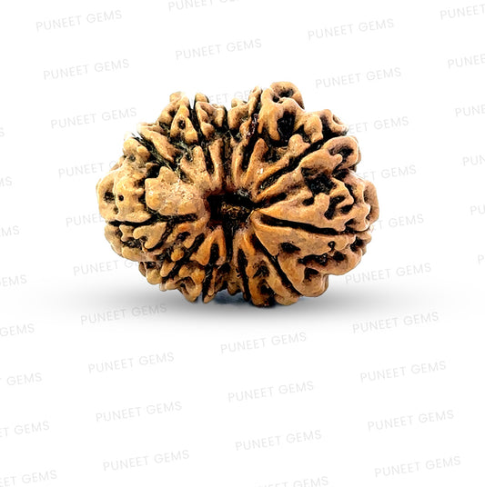 🌿 12 Mukhi Nepali Rudraksha (Natural & Certified) Big