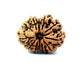 🌿 12 Mukhi Nepali Rudraksha (Natural & Certified) Big
