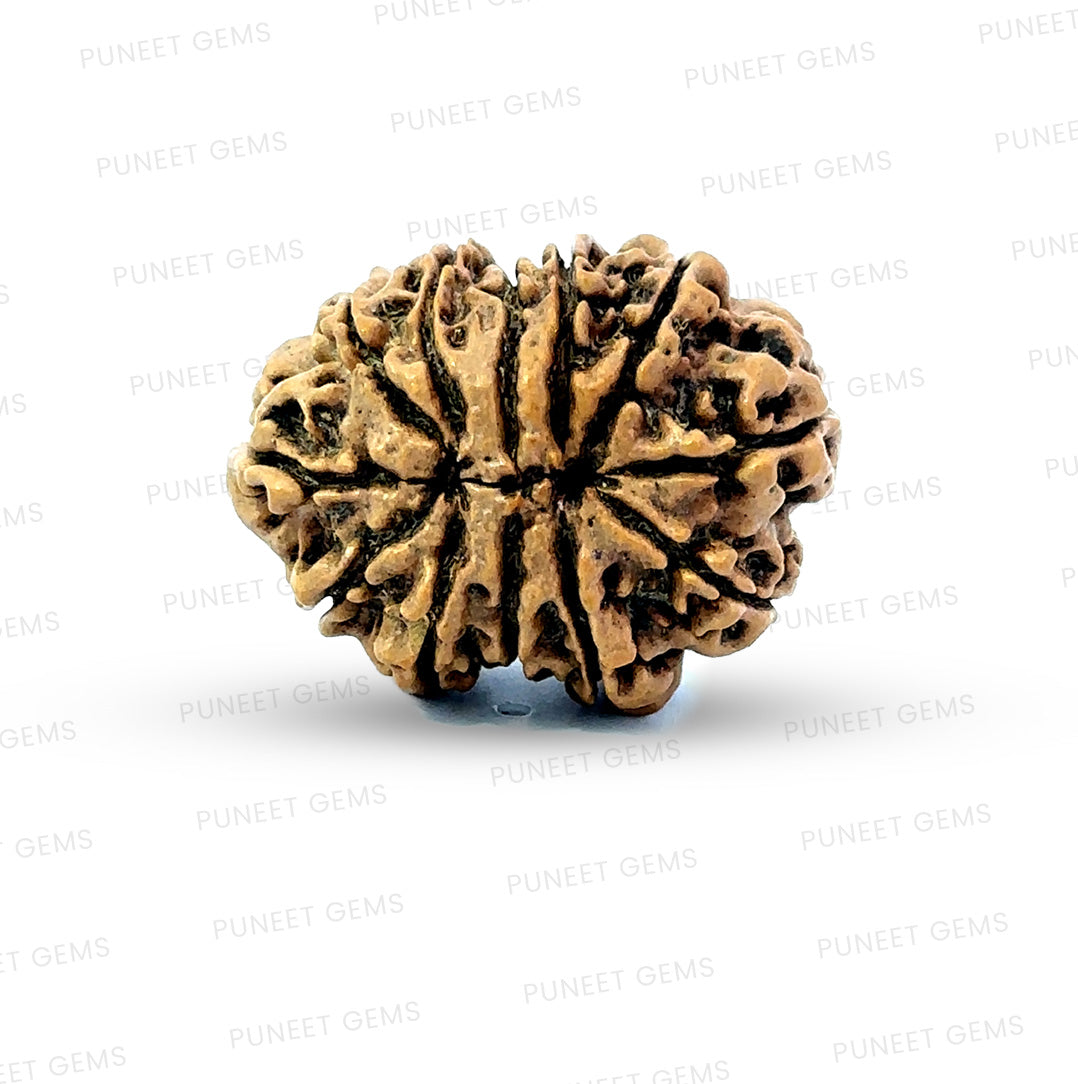 🌿 12 Mukhi Nepali Rudraksha (Natural & Certified) Big