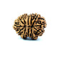 🌿 12 Mukhi Nepali Rudraksha (Natural & Certified) Big