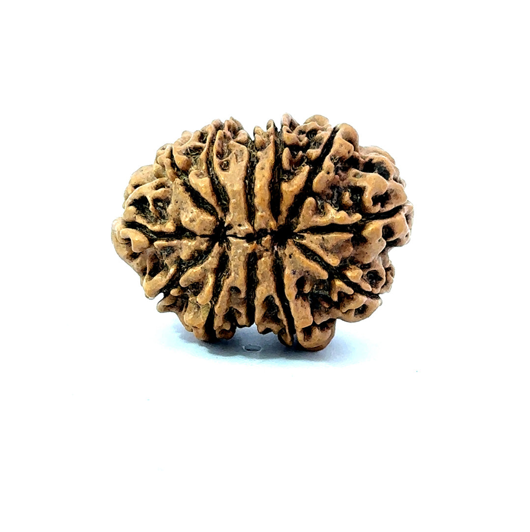 🌿 12 Mukhi Nepali Rudraksha (Natural & Certified) Big