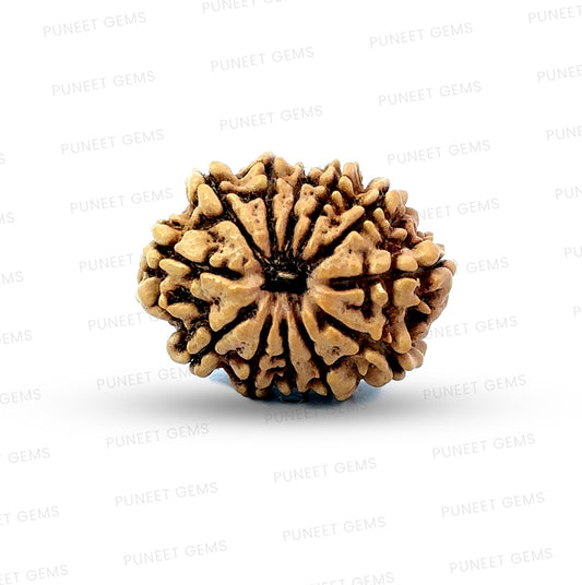 🌿 12 Mukhi Nepali Rudraksha (Natural & Certified) Small