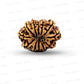🌿 12 Mukhi Nepali Rudraksha (Natural & Certified) Small