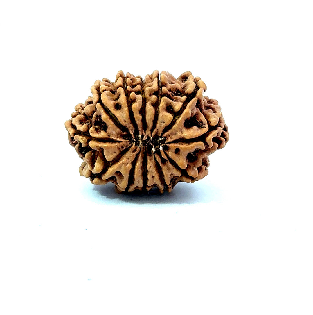 🌿 12 Mukhi Nepali Rudraksha (Natural & Certified) Small