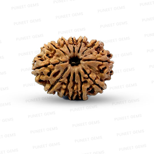 🌿 12 Mukhi Nepali Rudraksha (Natural & Certified)  Antik