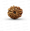 🌿 12 Mukhi Nepali Rudraksha (Natural & Certified) Small