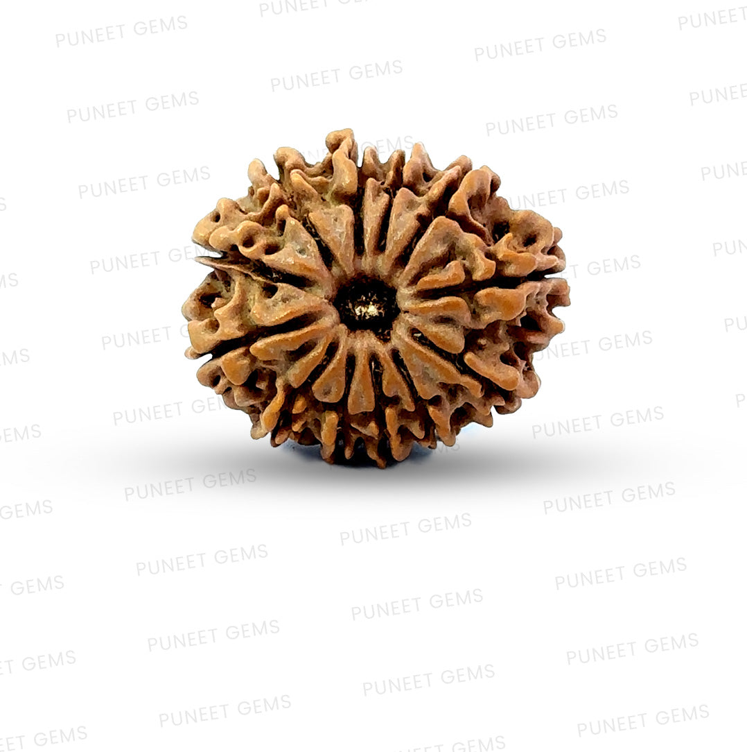 🌿 12 Mukhi Nepali Rudraksha (Natural & Certified) Small