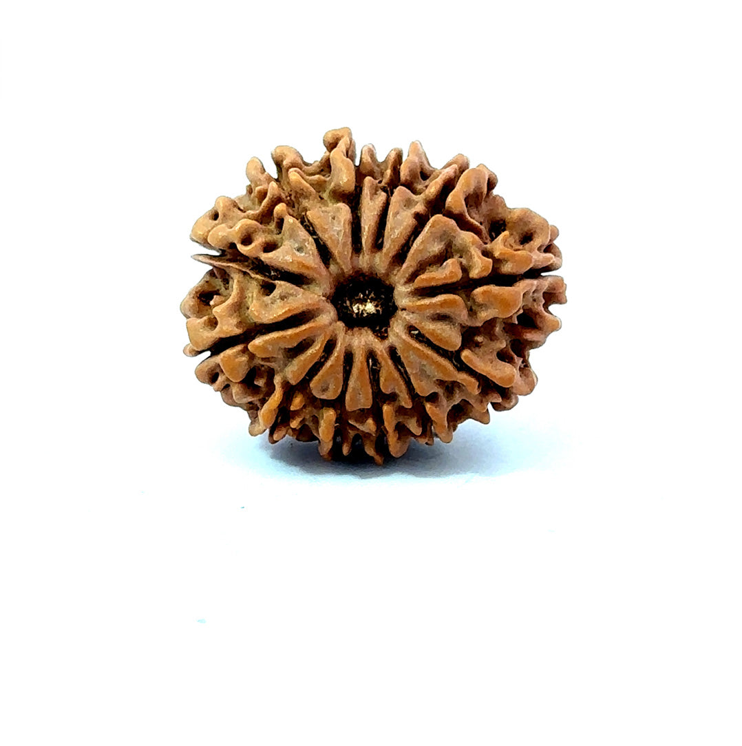 🌿 12 Mukhi Nepali Rudraksha (Natural & Certified) Small