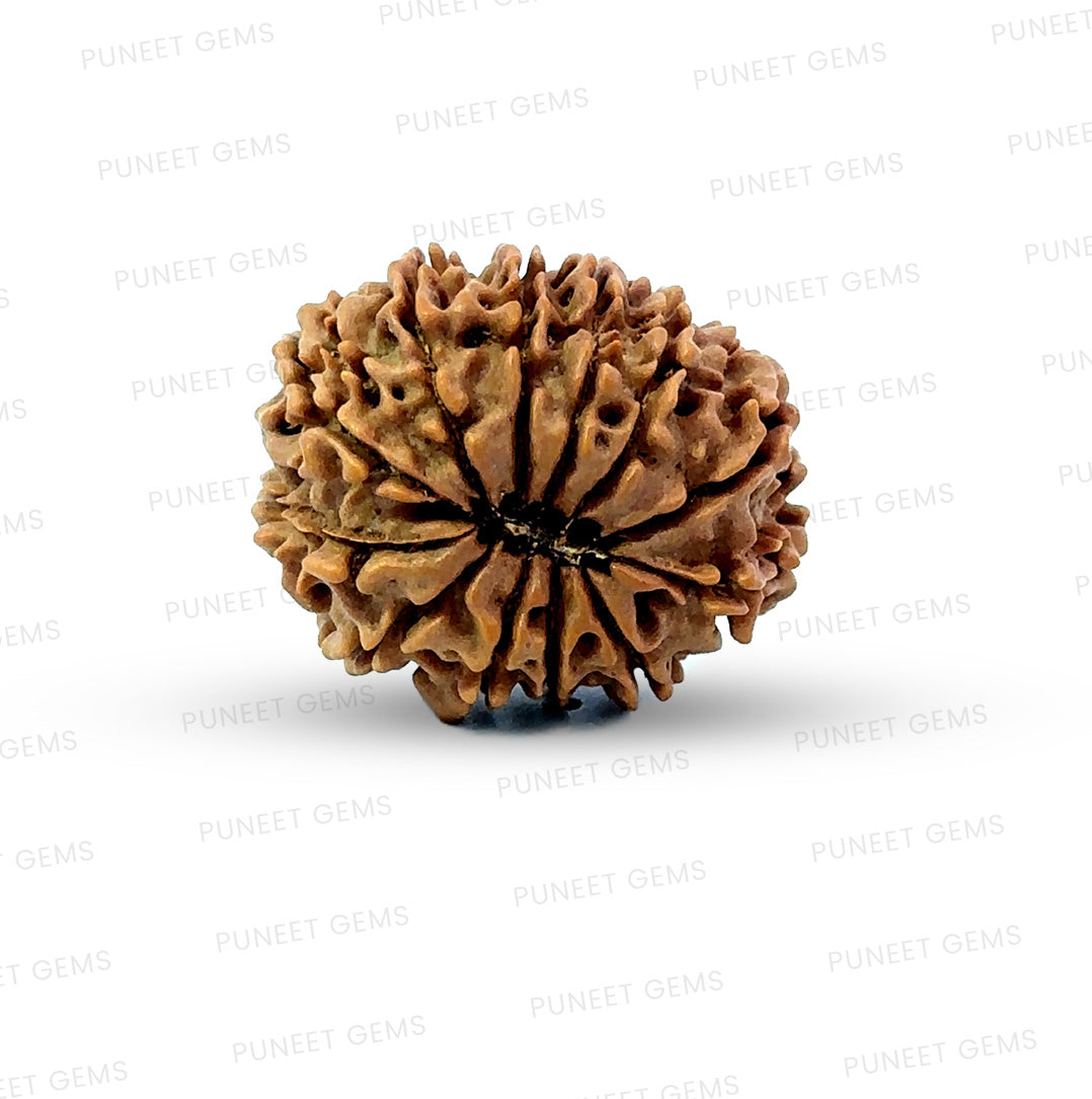 🌿 12 Mukhi Nepali Rudraksha (Natural & Certified) Small