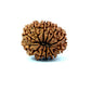 🌿 12 Mukhi Nepali Rudraksha (Natural & Certified) Small