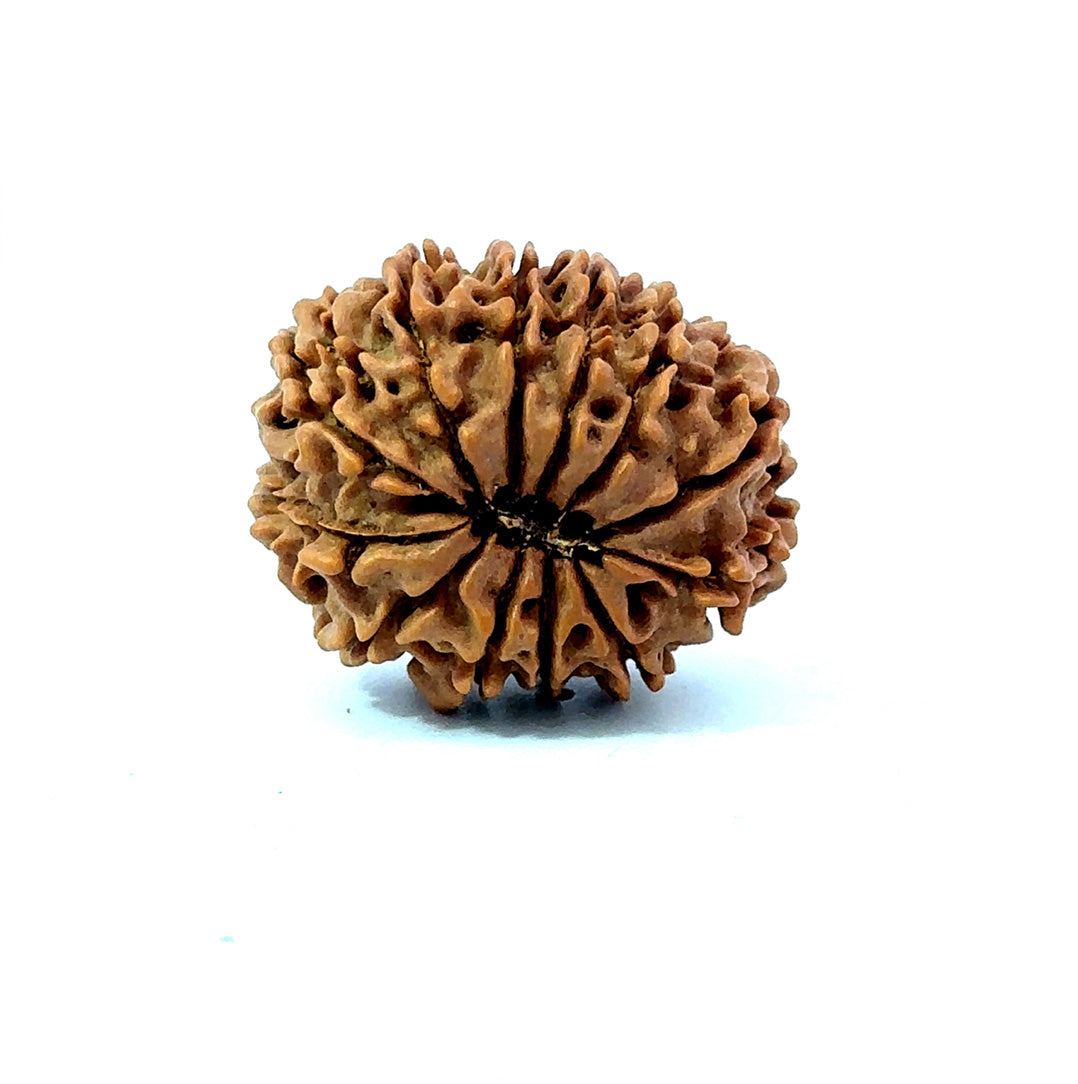 🌿 12 Mukhi Nepali Rudraksha (Natural & Certified) Small