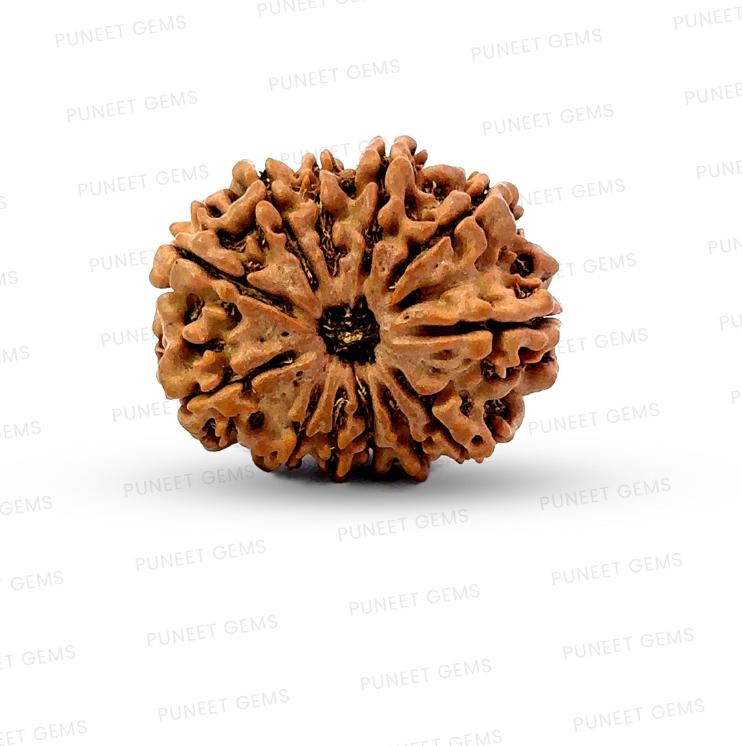 🌿 12 Mukhi Nepali Rudraksha (Natural & Certified)  Big