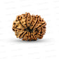 🌿 12 Mukhi Nepali Rudraksha (Natural & Certified)  Big