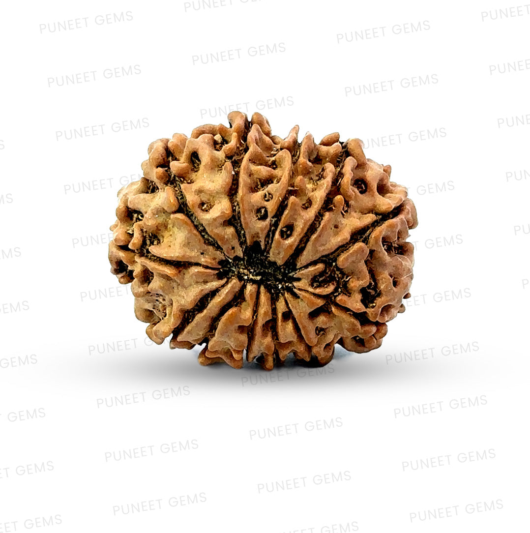 🌿 12 Mukhi Nepali Rudraksha (Natural & Certified)  Big