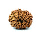 🌿 12 Mukhi Nepali Rudraksha (Natural & Certified)  Big