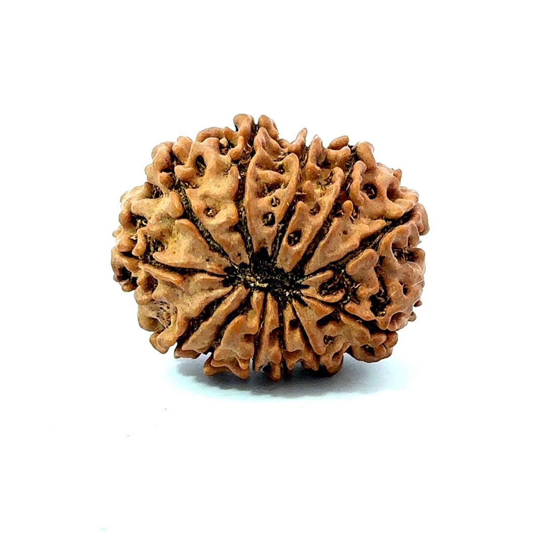 🌿 12 Mukhi Nepali Rudraksha (Natural & Certified)  Big