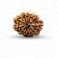 🌿 12 Mukhi Nepali Rudraksha (Natural & Certified)  Medium
