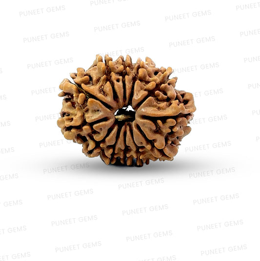 🌿 12 Mukhi Nepali Rudraksha (Natural & Certified)  Medium