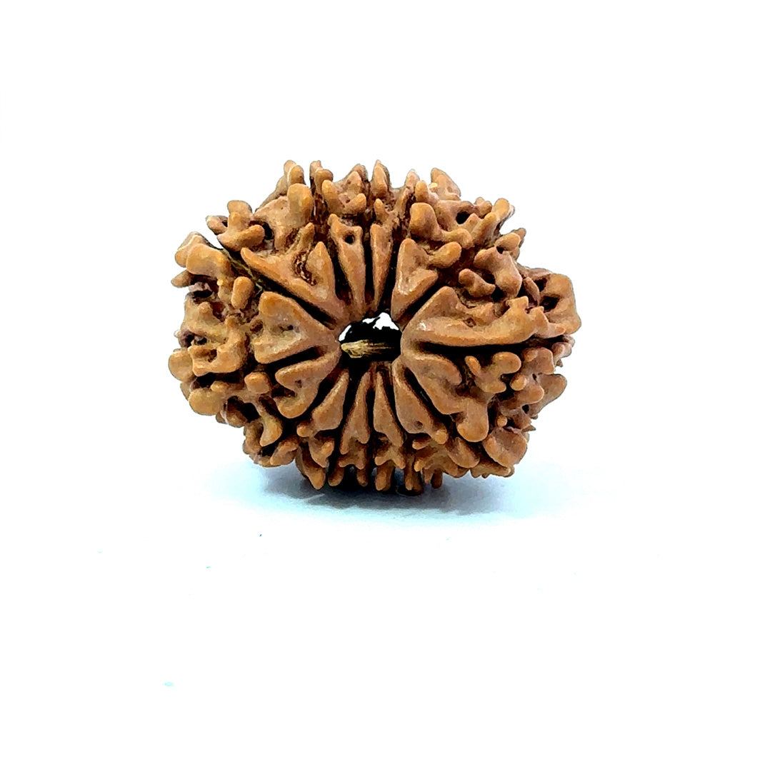 🌿 12 Mukhi Nepali Rudraksha (Natural & Certified)  Medium