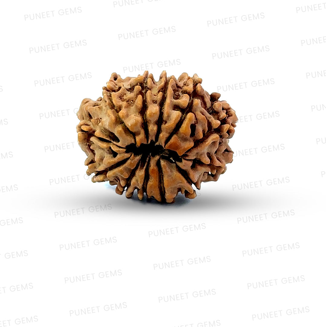 🌿 12 Mukhi Nepali Rudraksha (Natural & Certified)  Medium