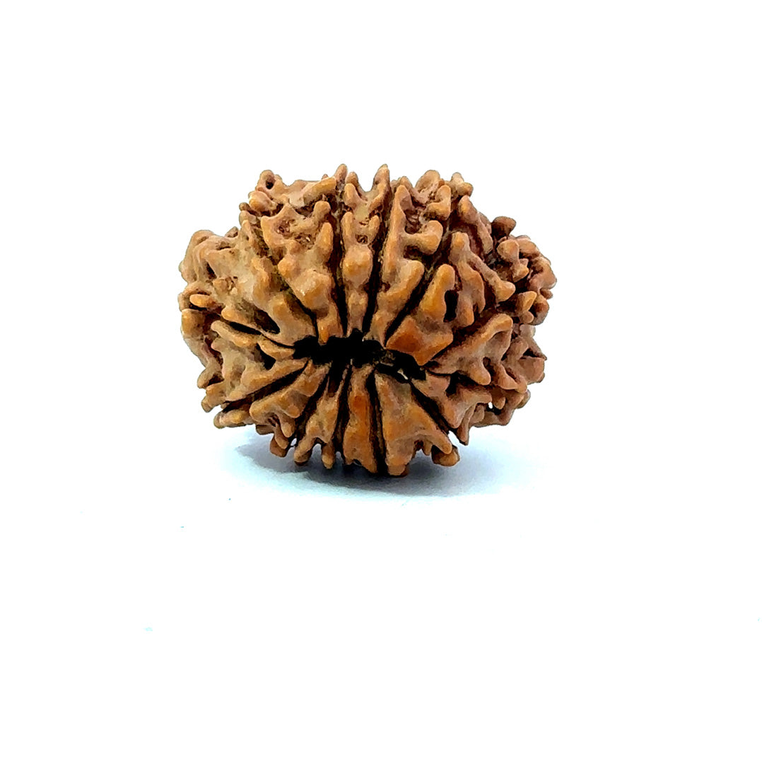 🌿 12 Mukhi Nepali Rudraksha (Natural & Certified)  Medium
