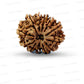 🌿 12 Mukhi Nepali Rudraksha (Natural & Certified)  Antik