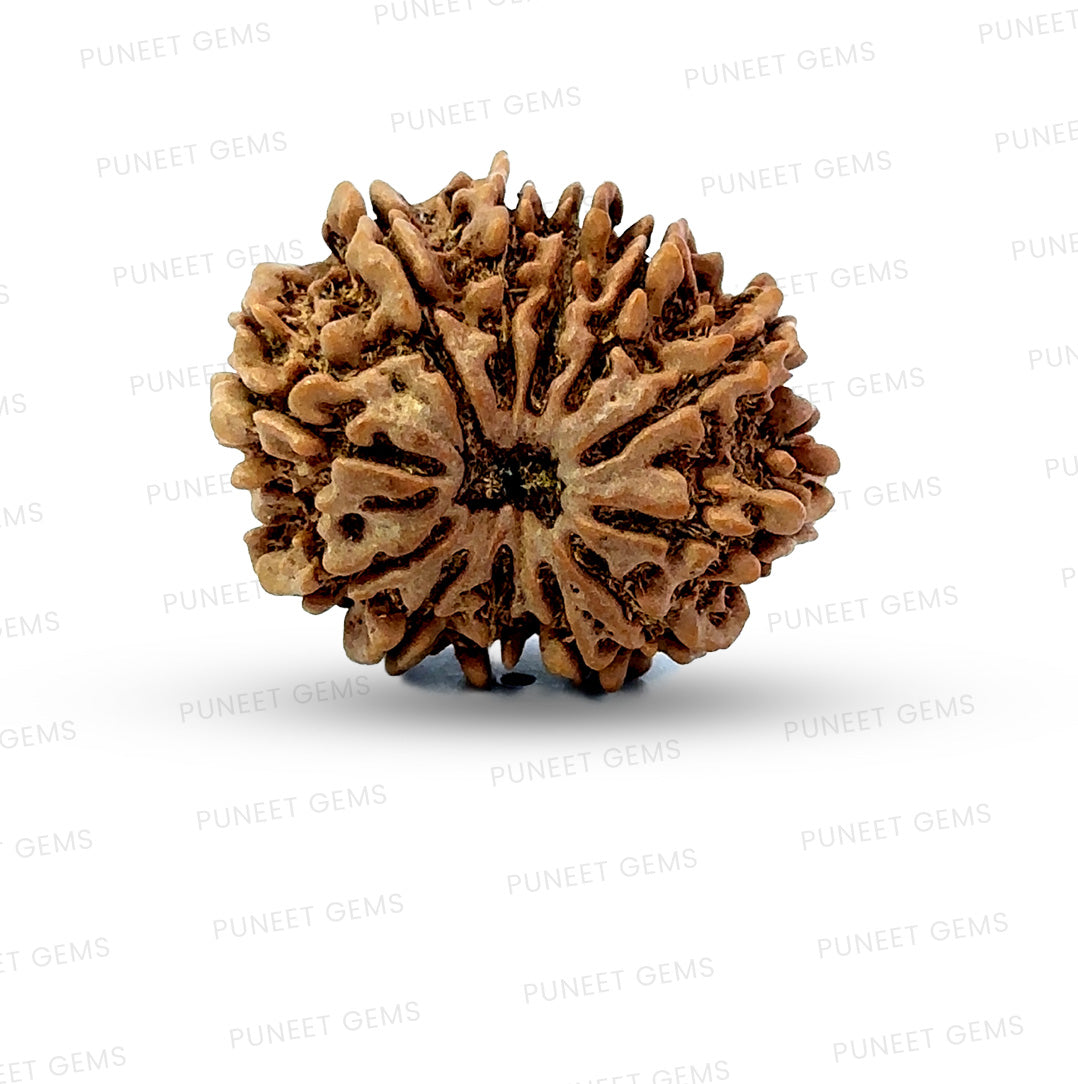 🌿 12 Mukhi Nepali Rudraksha (Natural & Certified)  Antik