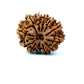 🌿 12 Mukhi Nepali Rudraksha (Natural & Certified)  Antik
