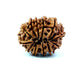 🌿 12 Mukhi Nepali Rudraksha (Natural & Certified)  Antik