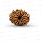 ✨ Benefits of 13 Mukhi Rudraksha (Natural & Certified)  Small