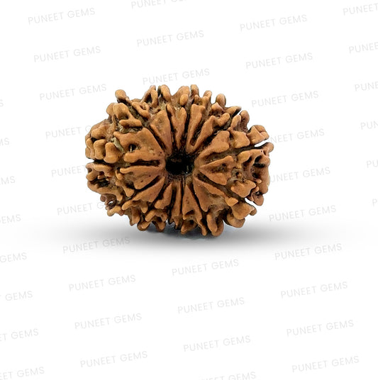 ✨ Benefits of 13 Mukhi Rudraksha (Natural & Certified)  Small