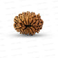 ✨ Benefits of 13 Mukhi Rudraksha (Natural & Certified)  Small