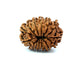 ✨ Benefits of 13 Mukhi Rudraksha (Natural & Certified)  Small