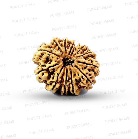 ✨ Benefits of 13 Mukhi Rudraksha (Natural & Certified)  Big