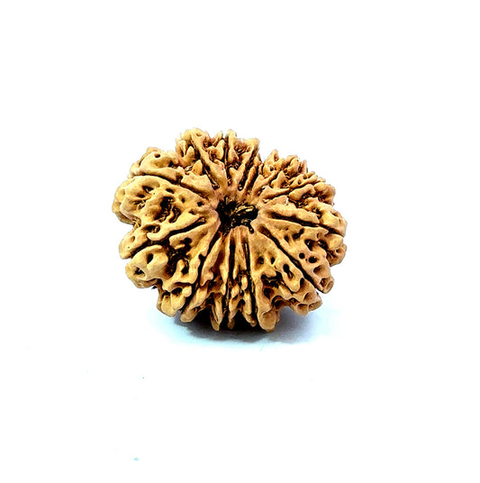 ✨ Benefits of 13 Mukhi Rudraksha (Natural & Certified)  Big