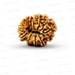 ✨ Benefits of 13 Mukhi Rudraksha (Natural & Certified)  Big