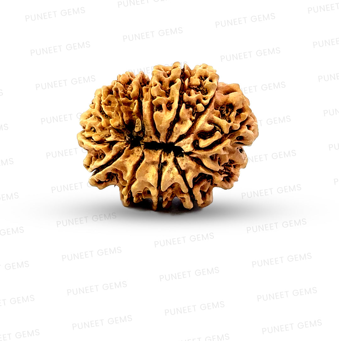 ✨ Benefits of 13 Mukhi Rudraksha (Natural & Certified)  Big