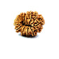 ✨ Benefits of 13 Mukhi Rudraksha (Natural & Certified)  Big