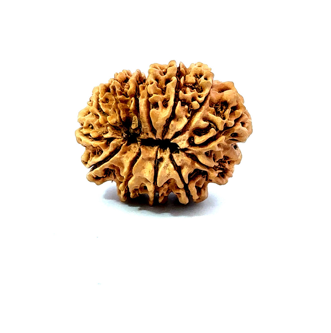 ✨ Benefits of 13 Mukhi Rudraksha (Natural & Certified)  Big